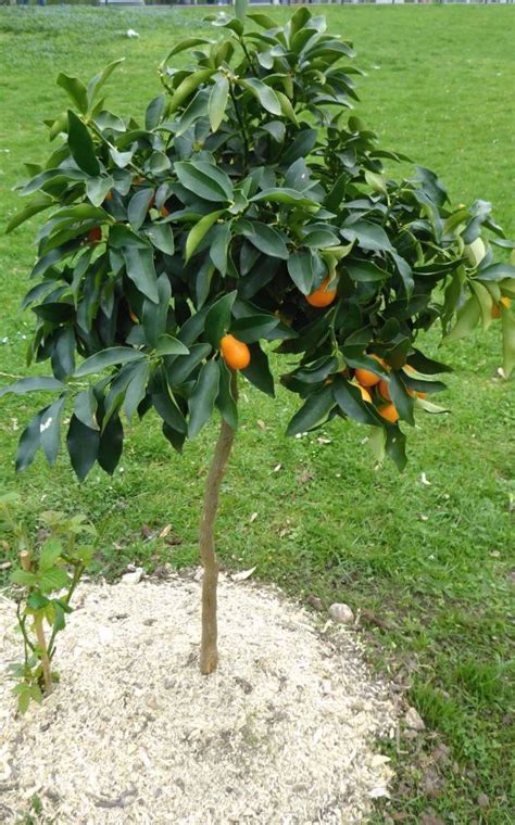 Kumquat - care, repotting, watering, & how to deal with pests and disease