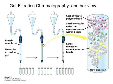 Gel Filtration Chromatography Lecture