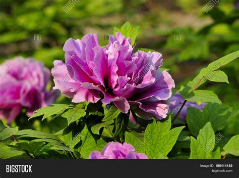 Pink Peonies Blooming Image & Photo (Free Trial) | Bigstock