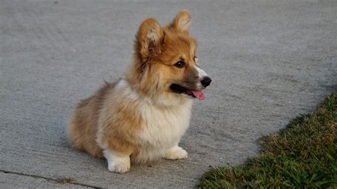 Are Corgis Hypoallergenic? What To Know | The Corgi Guru