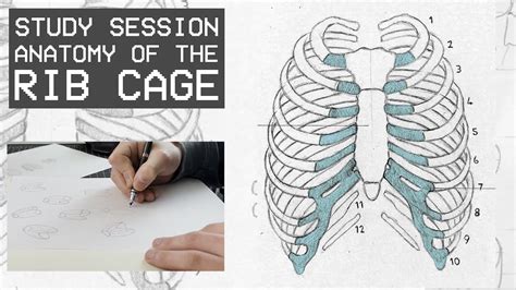 Human Skeleton Ribs Drawing