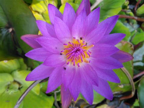 Free picture: purple lotus, pistil, nature, exotic, flower, garden ...