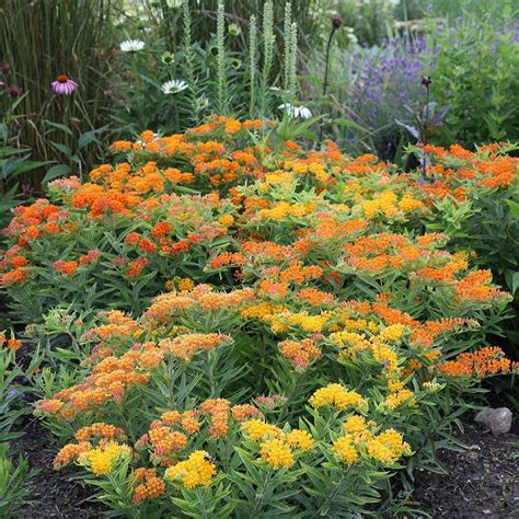 How To Build The Perfect Monarch Butterfly Garden - Here By Design