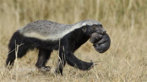 50 Wild Honey Badger Facts About The Most Fearless Animal