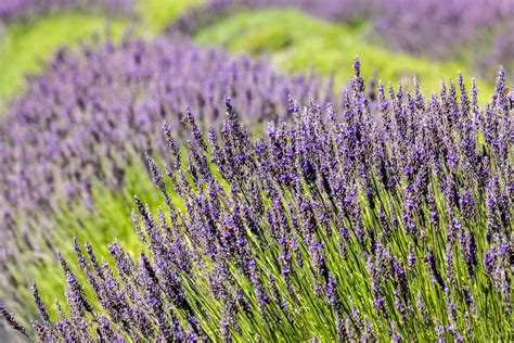 #1 BEST Pelindaba Lavender Farm: Explore The Purple Fields