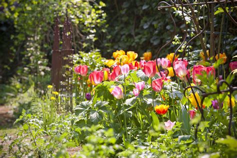 How to Grow and Care for Perennial Tulips