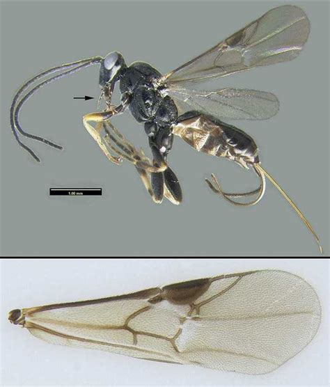 Agathidinae identification keys - WaspWeb