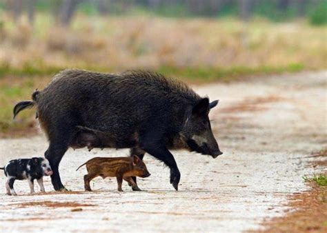 Wild Pigs Could Trigger Decimation of US Pork Industry | AgWeb