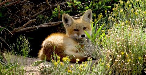 Red Fox Habitat