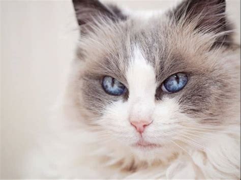 Mèo Ragdoll – Nguồn gốc, đặc điểm, cách chăm sóc và giá mèo Ragdoll ...