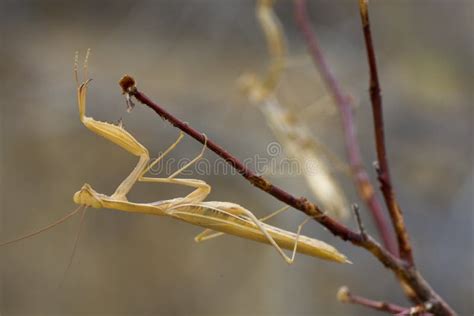 Two yellow praying mantis stock photo. Image of arthropoda - 12285690