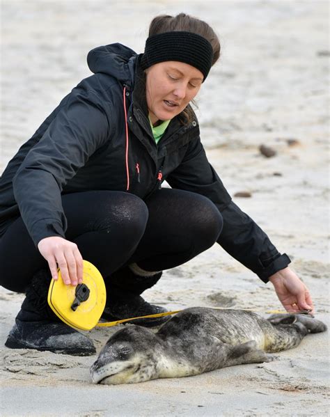 'Sad end' for leopard seal pup | Otago Daily Times Online News