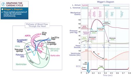 Wiggers Diagram Labeled