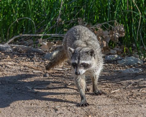 A Glimpse of Two Families at Sweetwater – Foothills Clusters Wildlife