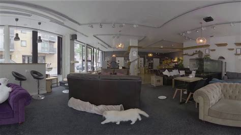 Take a 360 tour of Cat Cafe Manchester! - YouTube