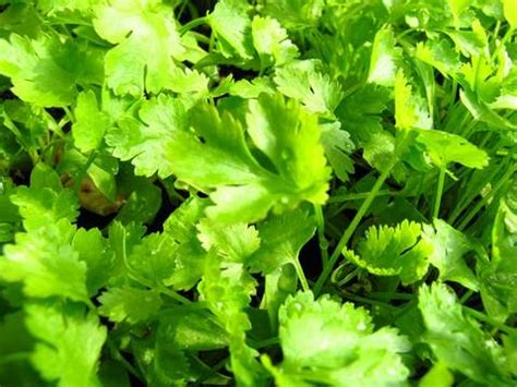 Growing Coriander – How to grow coriander – Step by Step with Pictures ...