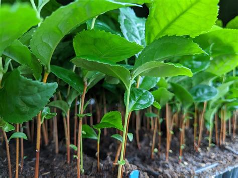 Camellia sinensis Seeds