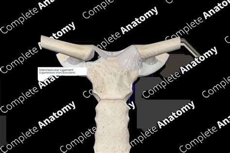 Interclavicular Ligament | Complete Anatomy