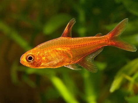 Ember Tetra – Hyphessobrycon Amandae | Tropical Fish Site