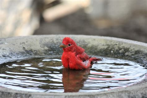 Summer Tanager In Bird Bath Free Stock Photo - Public Domain Pictures