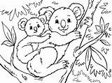 Koala Coloring Pages Cute Eucalyptus Bear Leaves Baby Drawing Cartoon  sketch template