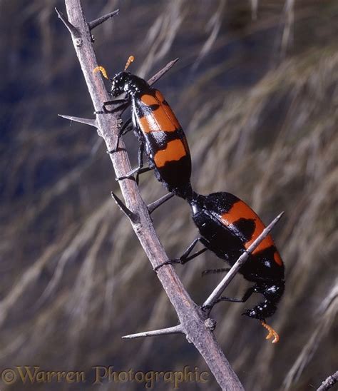 Blister beetle mating pair photo WP18000