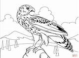Coloriage  Faucon Coloriages à Imprimer Gratuits sketch template