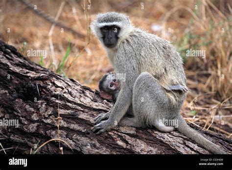 Vervet Monkey, Grivet Monkey (Cercopithecus aethiops), female adult with young on tree, Kruger ...