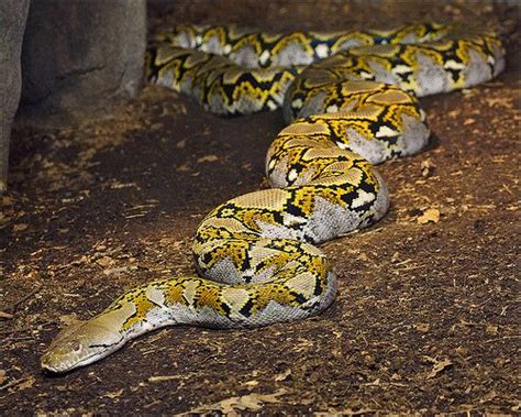 The Python Snake, Gentle yet deadly: Keys facts to know | Animals Zone