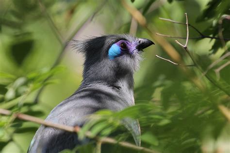 Birds of Madagascar