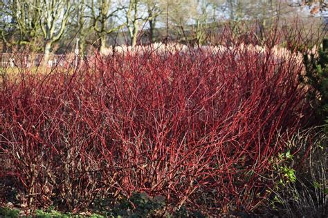 Red Winter Stems of the Cornus Alba Elegantissima. Stock Image - Image of fall, bare: 174985605