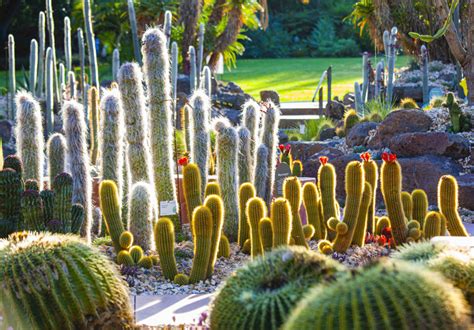 Wander Through More Than 3000 Cacti and Succulents at This New “Arid Garden” in Melbourne’s ...