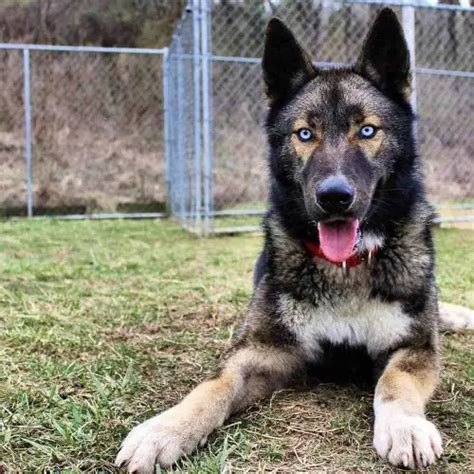 37 Strikingly Beautiful Siberian Husky Mixes – Find the Perfect Husky ...