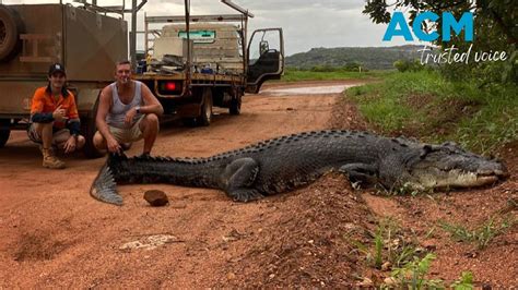 Watch the moment a saltwater crocodile stops traffic near Kakadu, NT | The Senior | Senior