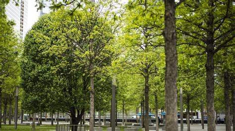 The Survivor Tree | National September 11 Memorial & Museum