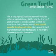 Green Sea Turtle | Animals Wiki | Fandom