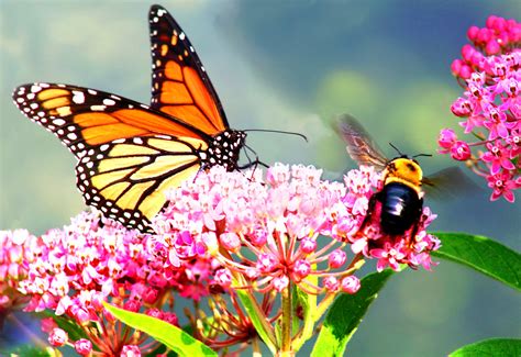 Butterflies And Bees Green And Yellow Jello