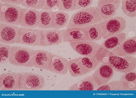 Cytokinesis Under Microscope