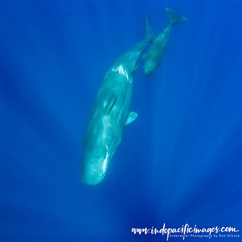 Sperm Whales of the Azores - Elusive but Wonderful! | Indopacificimages