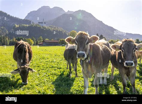 Warmes Oktoberwetter in Bayern Die Sonne scheint auf die Landschaft mit Wiesen und Kühen ...