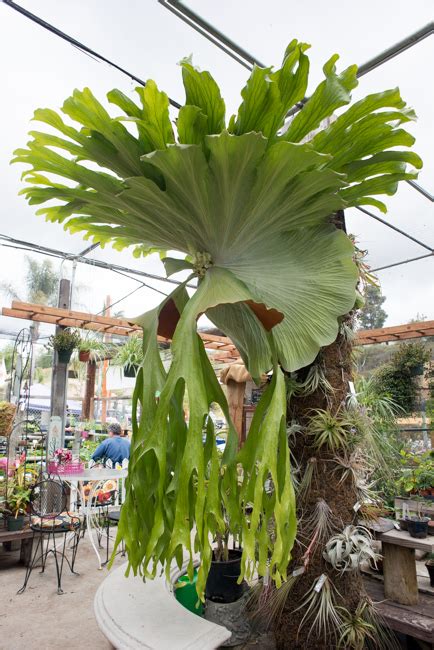 How To: Turn Your House Into a Staghorn Fern Party | The Horticult