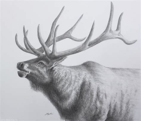 Lorrie Beck - Work Zoom: "Elk" North American Wildlife Pencil Drawing