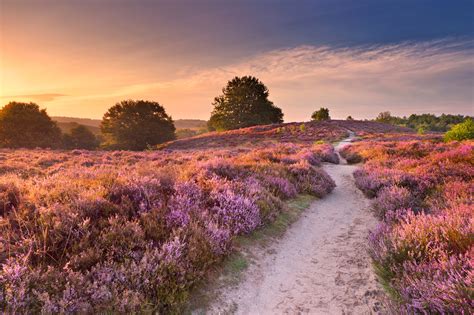 Wandern in der Lüneburger Heide - Flair Hotel Zur Eiche