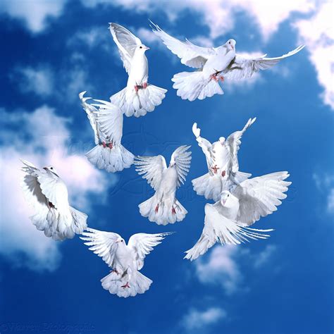 Flock of white doves taking off photo WP00091