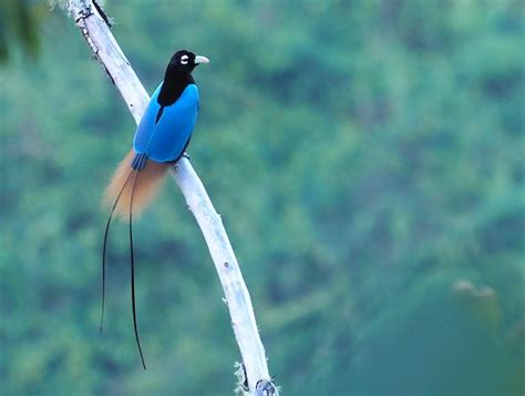 Blue Bird Of Paradise Animal