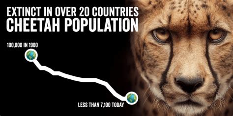 Why Save The Cheetah from Extinction? - Cheetah Conservation Fund Canada