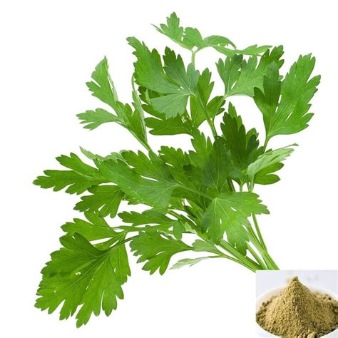 Buy Kothamalli Powder Online | Benefits of Coriander Leaves Powder at NMKOnline ...