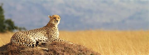 The Masai Mara National Reserve | Kenya | Big 5 Safari