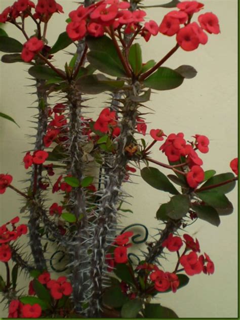 Euphorbia milii is a succulent climbing shrub growing to 6 feet (1.8 m ...