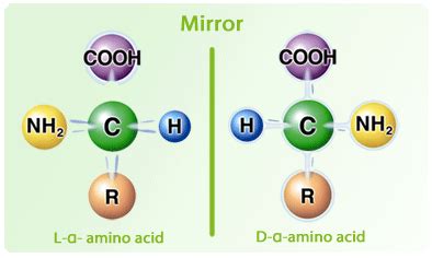 Biological activity of L- and D- amino acids